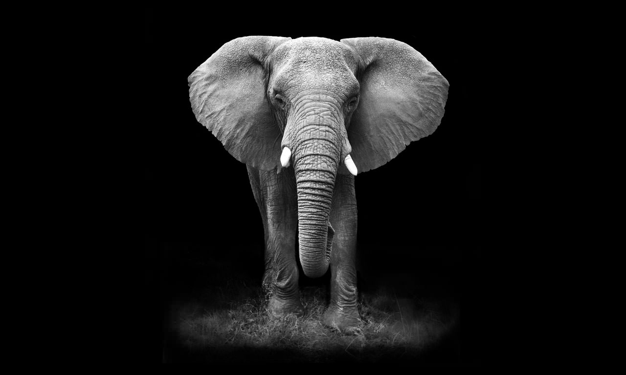 زیمنه تاریک خیره کننده