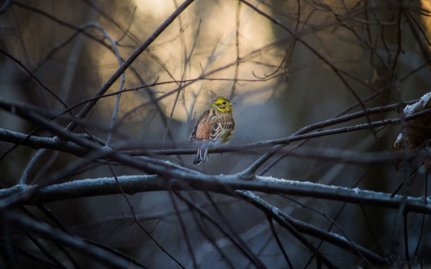 تصویر هنرمندانه